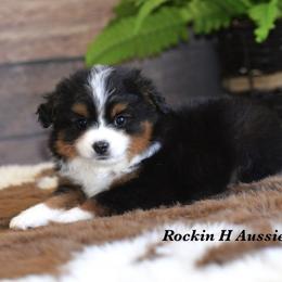 BTM 2 - Black tri male Toy Australian Shepherd puppy in Russellville, Arkansas from Rockin H Aussies