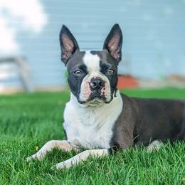 Boston Terriers from Royal Boston's