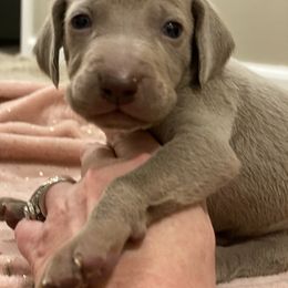 Weimaraner Puppies from Alpha Weims by The Mattas Kennel