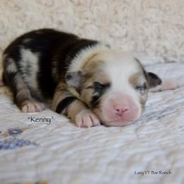Kenny - Blue merle male Miniature Australian Shepherd puppy in Evant, Texas from Lazy VT Bar Ranch
