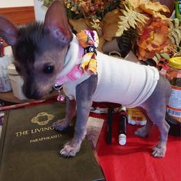 Chihuahua and Chinese Crested Puppies from Western Kentucky Chihuahua’s and Chinese Crested’s