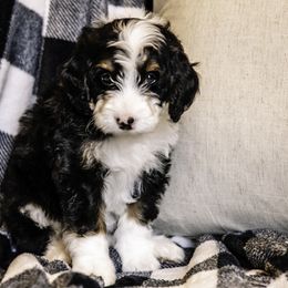 Pink Girl - Bernedoodle puppy from Duneland Doodles