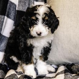 Pink Girl - Bernedoodle puppy from Duneland Doodles