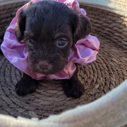 Truffle - Chocolate female Cavapoo puppy in Decatur, Illinois from Petite Pups