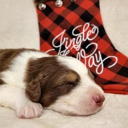 Australian Shepherd Puppies from Crowned Royalties Aussies