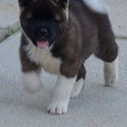Akita Puppies from Magnolia Akitas