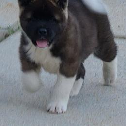 Akita Puppies from Magnolia Akitas
