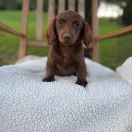 Toffee - Dachshund
