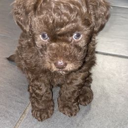 Shihpoo Puppies from Windy Acres Shihpoos
