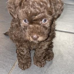 Shihpoo Puppies from Windy Acres Shihpoos