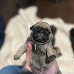 HooHoo - Fawn female Pug puppy in Grants Pass, Oregon from Malta Pugs