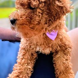 Lafayette - Red  male Goldendoodle puppy in Camden, North Carolina from Oopsie Doodles of NC