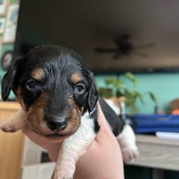 Sweetpea - Piebald female Dachshund puppy in Jacksonville, North Carolina from Lizzie’s Doxies