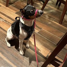 Rat Terrier Puppies from Haiku Rat Terriers