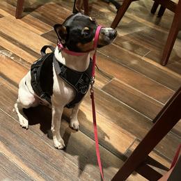 Rat Terrier Puppies from Haiku Rat Terriers