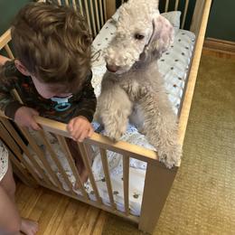 Bedlington Terrier Puppies from RYAS Bedlington Terriers Kennel