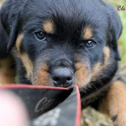 Rottweiler Puppies from C&C Royal Rottweilers