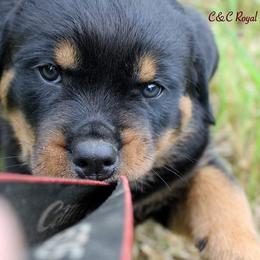 Rottweiler Puppies from C&C Royal Rottweilers