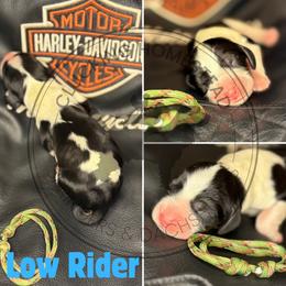Low Rider - Black white and tan male English Springer Spaniel puppy in Fond Du Lac, Wisconsin from Clucking Homestead Springers & Dachshunds