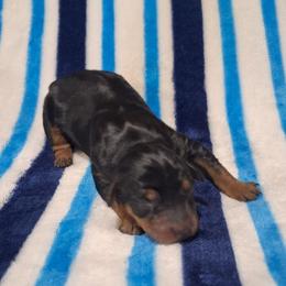 Amaya - Black and rust female Miniature Pinscher puppy in Grove, Oklahoma from K&J's Min Pins Of Grand Lake