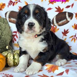 Diane - Tri-color female Bernedoodle puppy in Seymour, Tennessee from Lollie's Doodles