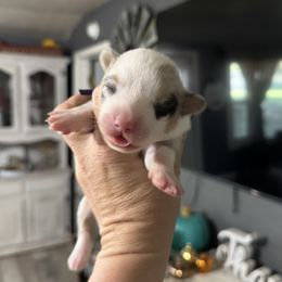 Ella - Blue female Companion Cross puppy in Post Falls, Idaho from Splootin’ around Corgi’s