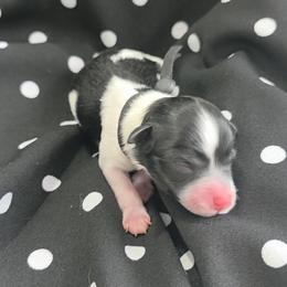 Pongo - Parti male Miniature Schnauzer puppy in Clifton, Colorado from Western Slope Labradoodles and Mini Schnauzers