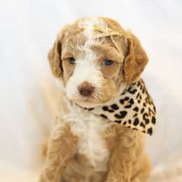 Poodle Puppies from Pugsley Poodles