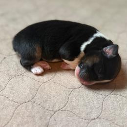 Black tri girl - Black tri-color female Australian Shepherd puppy in Saint Augustine, Florida from NorthBeach Aussies