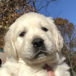 Golden Retriever Puppies from MayHaven English Cream Retrievers