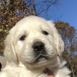Golden Retriever Puppies from MayHaven English Cream Retrievers