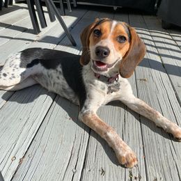 Beagle All Grown Up from Rustic Farm Sporting Beagles