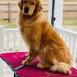 Karen - Golden Retriever