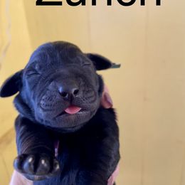 Zurich - Black male Labrador Retriever puppy in Mineral, Virginia from Canine Assist