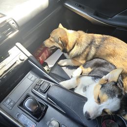 Pembroke Welsh Corgi Puppies from Triple M Ranch Corgi's