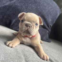 Girl 4 - Cream female French Bulldog puppy in Bolingbrook, Illinois from Yara the Frenchie