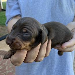 Barkley - Chocolate and tan male Dachshund puppy in Mocksville, North Carolina from The Dachs of Hazzard Dachshunds