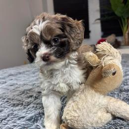 Sierra - Brown white and tan female Cockapoo puppy in Queens, New York from The 2 Musketeers_Cockapoos