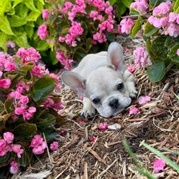 Lilly - Fawn and white female French Bulldog puppy in Wichita, Kansas from Let's keep it frenchie!