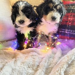 Bernedoodle Puppies from Baldridge Bernedoodles