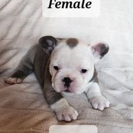 French Bulldogs from Liza's Frenchies