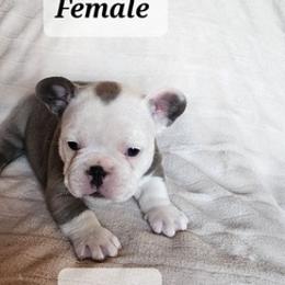 French Bulldogs from Liza's Frenchies