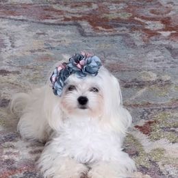 Maltese All Grown Up from Purebred Maltese puppies Florida
