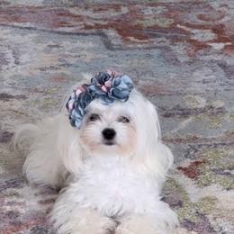 Maltese All Grown Up from Purebred Maltese puppies Florida