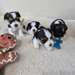 Biewer Terrier Puppies from Nala & Co. Biewer Terriers