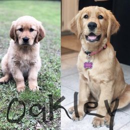 Golden Retriever All Grown Up from Nelsons Goldens