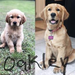 Golden Retriever All Grown Up from Nelsons Goldens