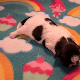 Parker - Black and white male Shih Tzu puppy in Silver Springs, Nevada from Meadowlyn's Dream Shih Tzu