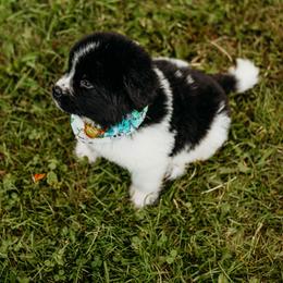 Newfoundland Puppies from Kinson Ridge Giants