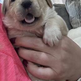 Labrador Retriever Puppies from Luvable AZ Labs